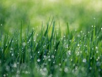 Altijd groener gras dan de buren met kunstgras