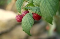 Frambozen kweken in de tuin, van plant tot pluk
