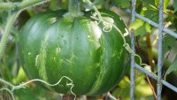 Nu is het moment om pompoenen te kweken in je tuin