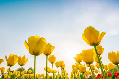 3 prachtige soorten bloemen die je in je achtertuin kunt groeien
