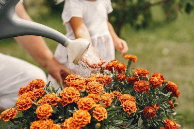 Hoeveel water geef je je planten?