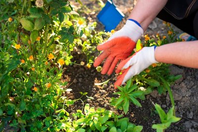 Sla dit nu over en je tuin blijft kaal tot mei