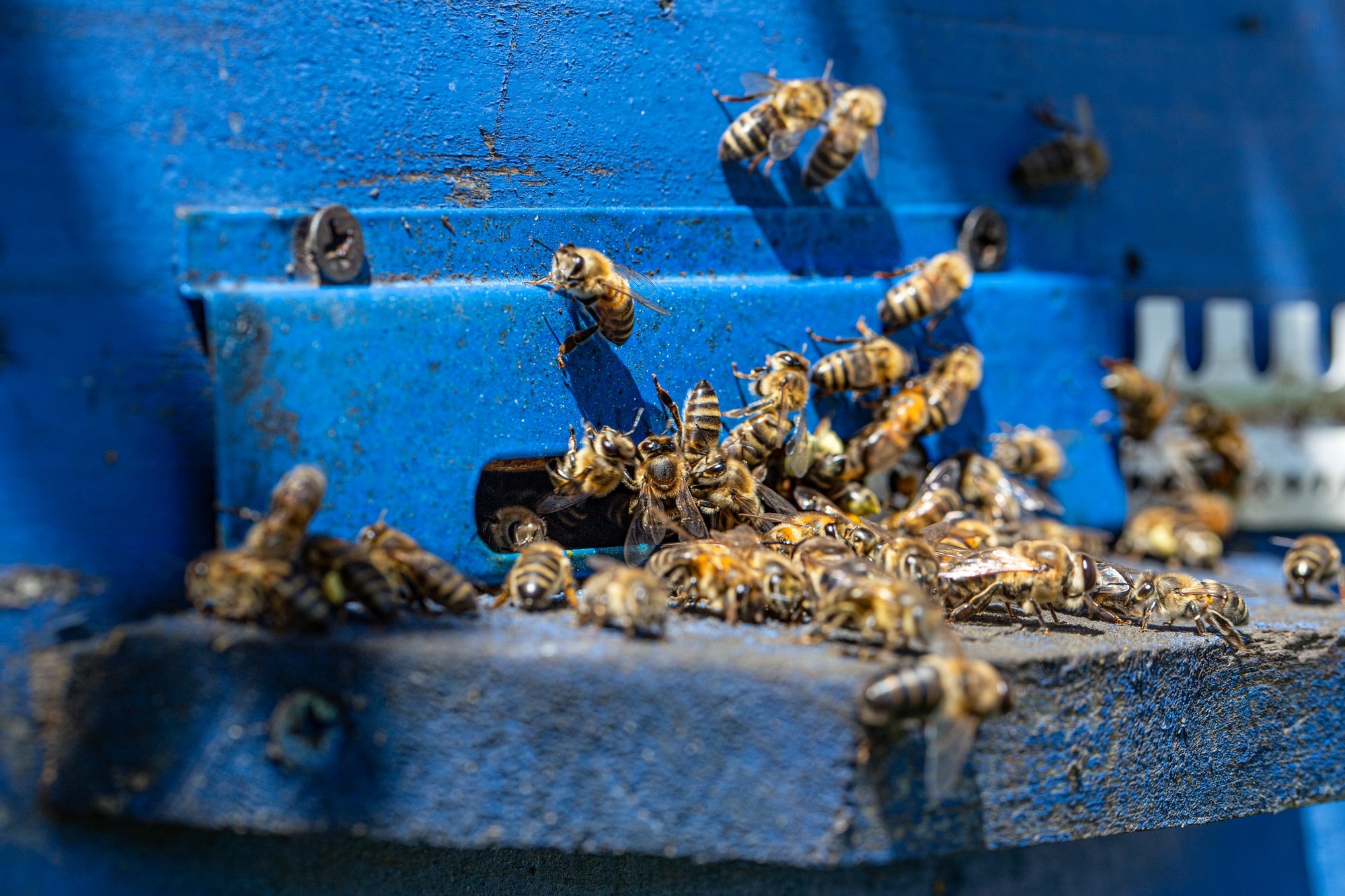 Hoe kun je een wespenplaag verwijderen?